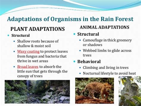 Adaptations in different biomes notes