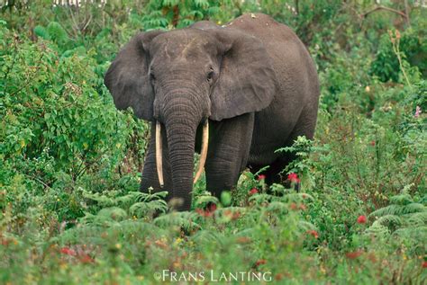 Forest Animals: Congo Forest Animals