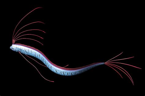 Oarfish Digital Art by Koji