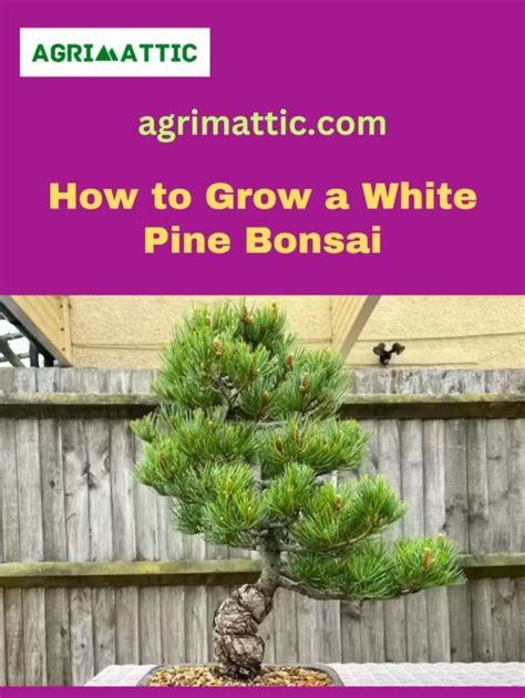 How to grow White Pine Bonsai - Agrimattic