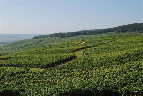 36 charming photos of Champagne vineyards, France | BOOMSbeat