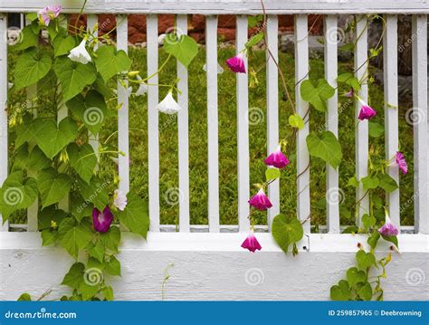 Close Up of Morning Glory Vine and Flowers Stock Image - Image of ...