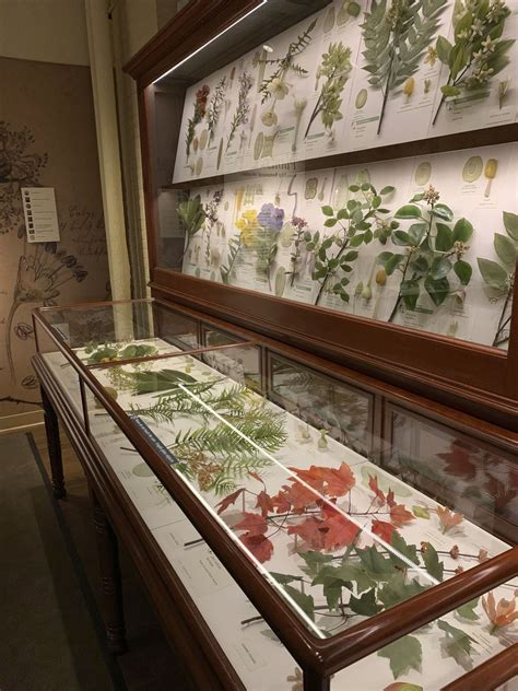 Realism of Harvard’s ‘Glass Flowers,’ on display for 126 years, 'a lost art form’ that still ...