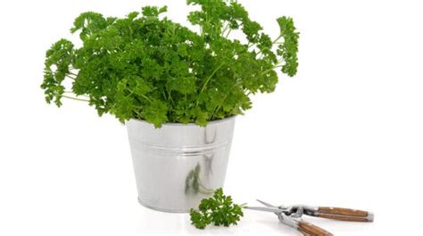 Pruning Parsley [Simple Guide] - Herbs Within