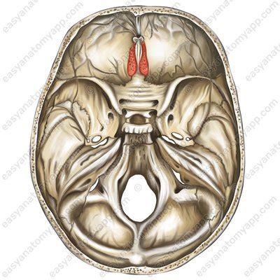 Internal cranial base – Easy Anatomy 3D