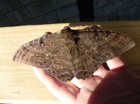 Black Witch Moth (Ascalapha odorata) is a large, nocturnal moth. Males (pictured) can attain a ...