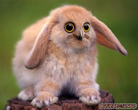 Yikes, These Animal Hybrids Are So Hilariously Terrifying | Gizmodo ...