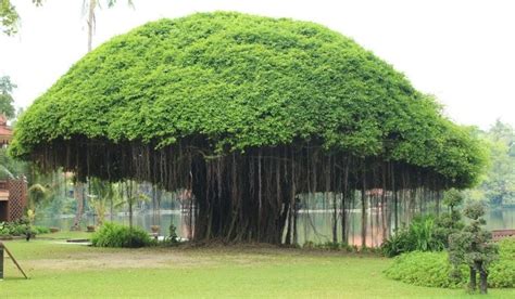 Top 10 Facts About Banyan Tree In 2024