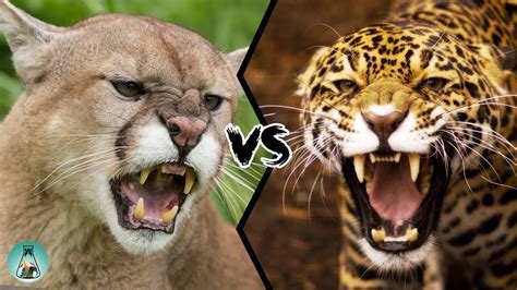 Is A Puma Bigger Than A Leopard? | PeepsBurgh.Com