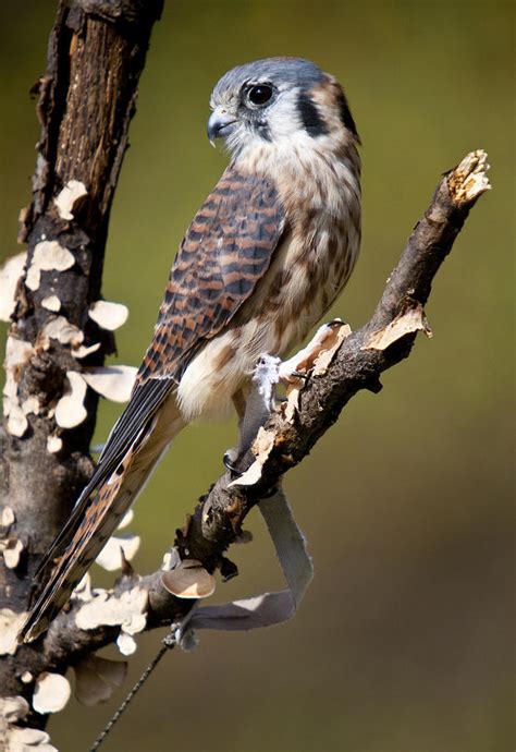 Male American Kestrel Falcon Photograph by Paul Cannon - Pixels