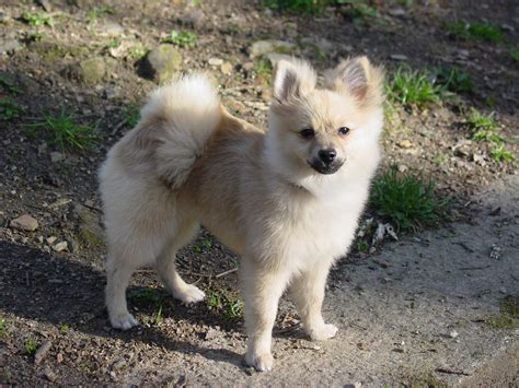 File:Pomeranian dog.jpg - Wikimedia Commons