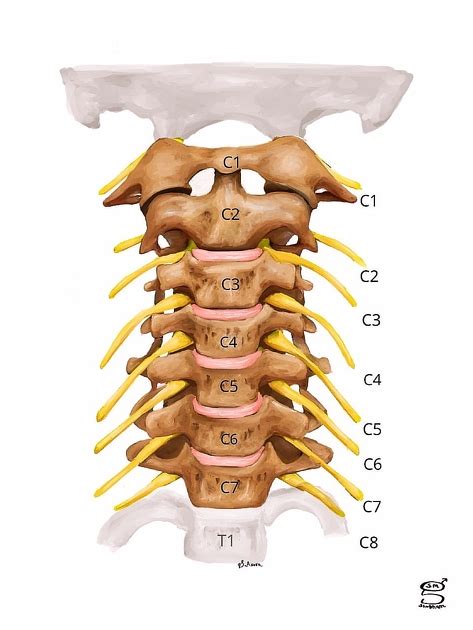 Cervical Spine Anatomy Neck