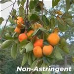 Fuyugaki Persimmon Trees For Sale at Ty Ty Nursery