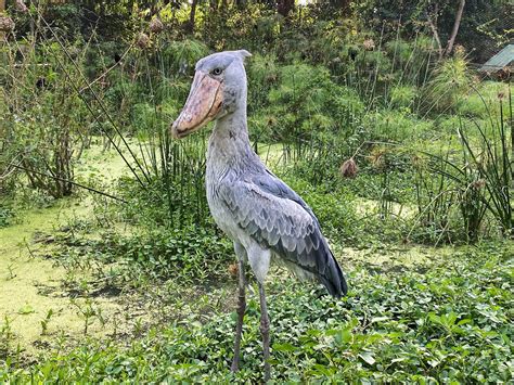 Does the Milwaukee Zoo still have a shoebill? : r/milwaukee