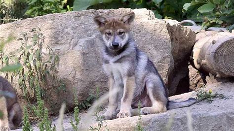 Mexican gray wolf pups born at Brookfield Zoo released into wild - ABC7 Chicago