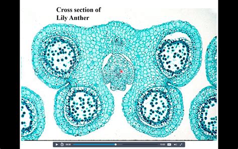 Cross section of a lily anther Diagram | Quizlet