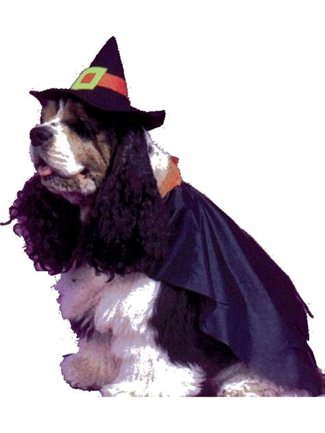 FunWorld Costumes Pet Dog Classic Halloween Witch Costume Small - Walmart.com