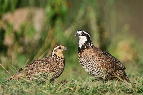 Bobwhite Quail Restoration | Lewisville Lake Environmental Learning Area