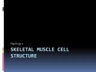 PPT - STRUCTURE OF SKELETAL MUSCLE PowerPoint Presentation, free download - ID:2965114