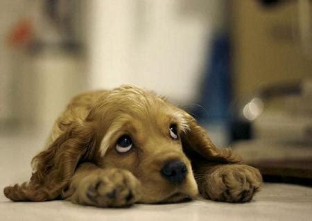 Sad Puppy Eyes Pictures, Photos, and Images for Facebook, Tumblr ...