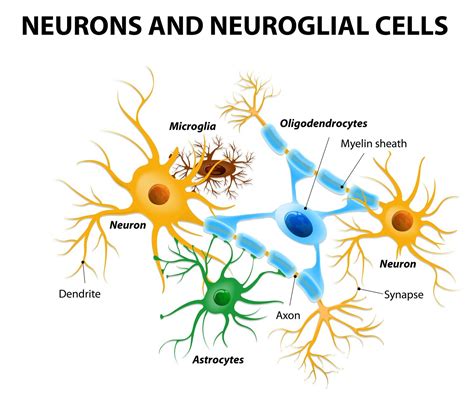 SISTEMA NERVIOSO - Mind Map