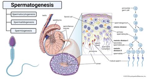 Spermatogenesis Stages