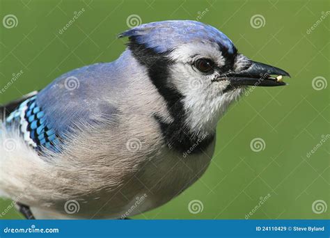 Blue Jay Eating Peanuts Royalty Free Stock Images - Image: 24110429