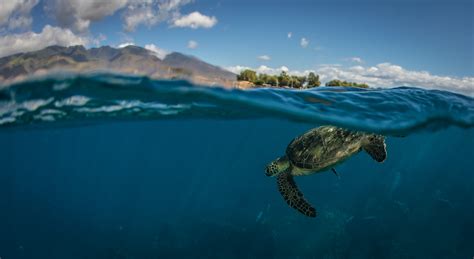 Hawaiian Green Sea turtle on a coral reef in Maui – MOC Marine Institute