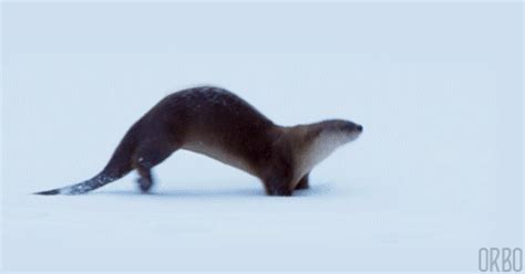 Otters like snow too!