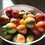 Twenty Tomato Tips for the Washington DC Metro Area