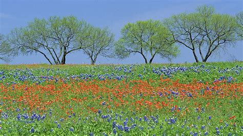 HD wallpaper: bluebonnet, fields, flowers, parks, texas, wildflowers ...