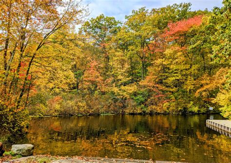 Plant These Trees for the Best Fall Color - Fine Gardening