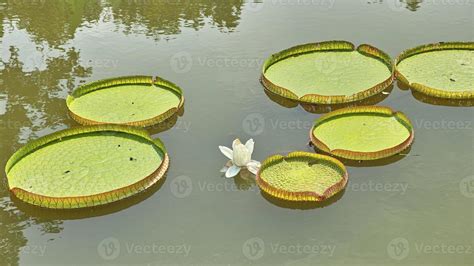 Leaf of a Victoria Amazonica or Victoria Regia 1042332 Stock Photo at Vecteezy