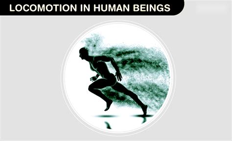 Locomotion in Human Beings - Types, Muscles, and Skeletal System