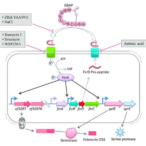 Structures of Fsr quorum-sensing system inhibitors: Siamycin I (IC 50... | Download Scientific ...