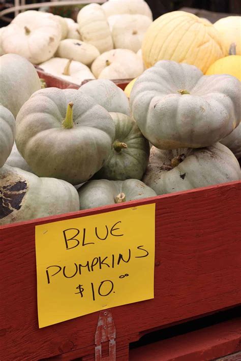 20+ blue pumpkins 💎 🎃 BEST varieties for fall decor