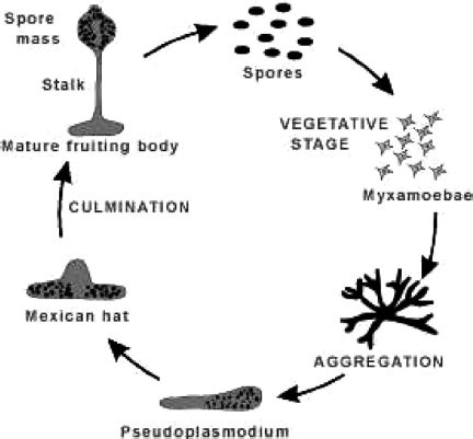 Phases in the life cycle of Dictyostelium discoideum (creative commons ...