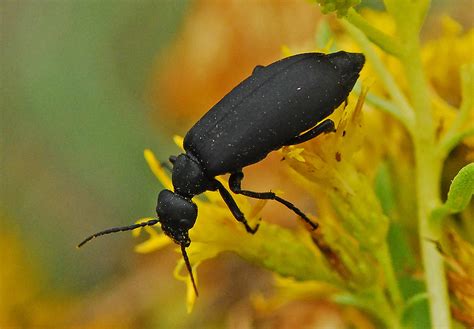 DSC_9288a | Black Blister Beetle at Brantley Lake, Eddy Co.,… | Flickr