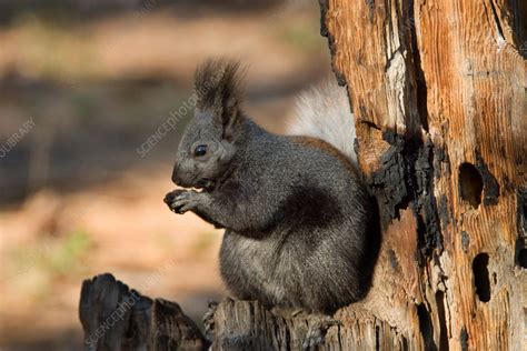 Kaibab Squirrel - Stock Image - C014/3431 - Science Photo Library