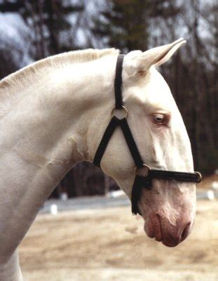 Roman Nose | All Horse Breeds