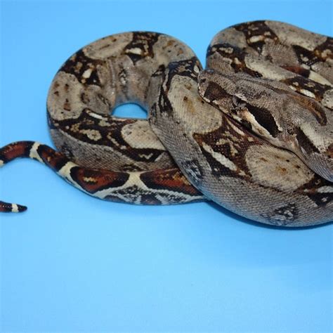 Boa Constrictor Het Albino - baby