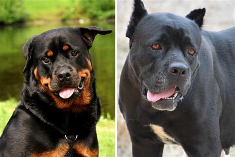 Rottweiler vs Cane Corso: Differences Between Two Powerful Canines | Anything Rottweiler