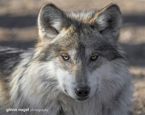 Glenn Nagel Photography | Mexican Gray Wolves