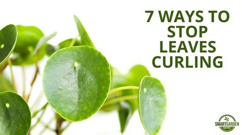 7 Ways To Fix Curling Leaves On Your Pilea Peperomioides (Chinese Money Plant) - YouTube