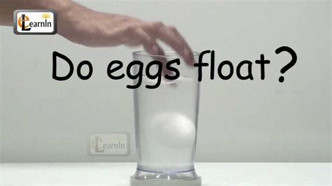 Salt Water Egg Experiment Conclusion