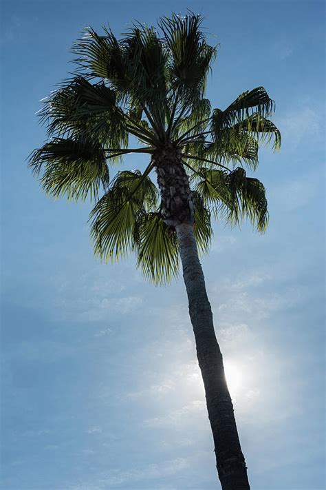 Palm Tree California Photograph by Steve Gadomski - Pixels