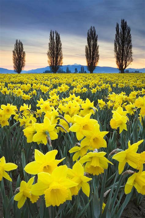 Skagit Valley Daffodil Fields, Washington - Alan Crowe Photography