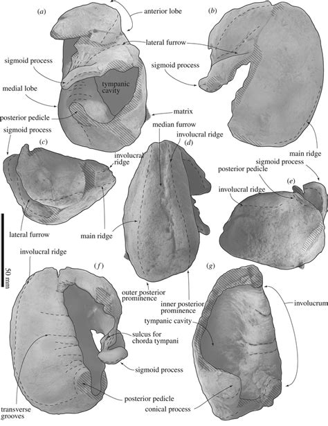 Key features of tympanic bullae of FCCP 1049, A. dosanko; (a–f) right... | Download Scientific ...