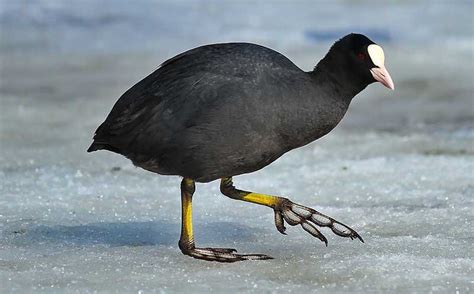 Coot | Bird Identification Guide | Bird Spot