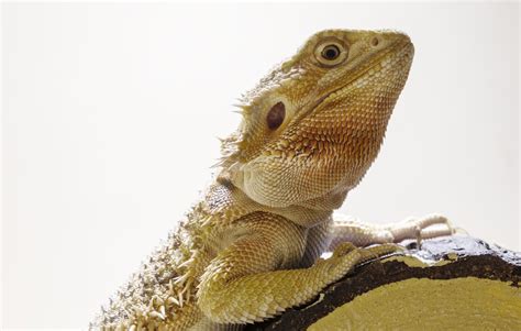 How lizards make new teeth | eLife Science Digests | eLife